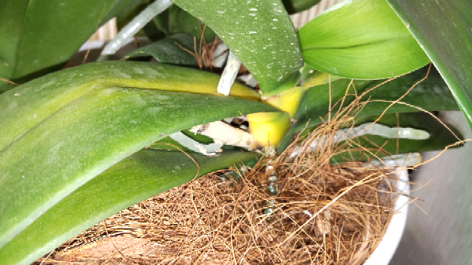 胡蝶蘭についてです。写真のように葉の根本が黄色くなった場合は、葉の根本から切ったほうがよろしいですか？ 当方素人ですので、簡単な処置をご示唆いただけると助かります。よろしくおねがいします。