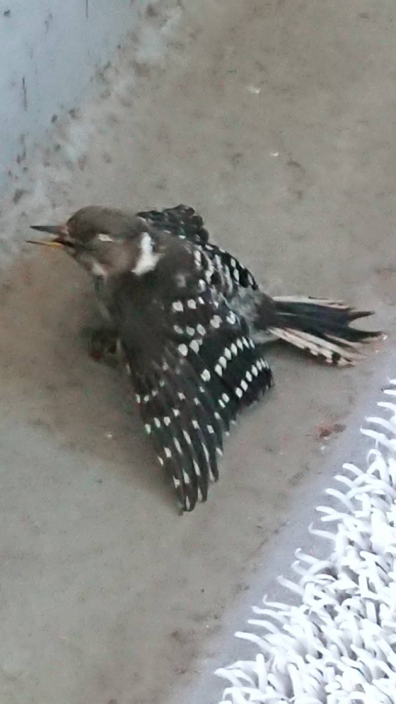 この鳥は何でしょうか？ 友人宅のベランダに飛んできました。 名前がわかりません。 どなたか教えてください。 よろしくお願いします。