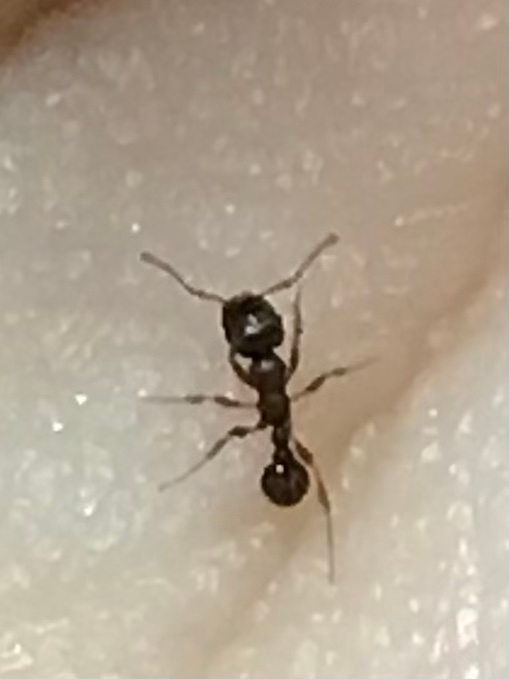 この蟻はなんという種類の蟻ですか？リビングや、お風呂場に現れて少し困っています。 1mmから2mmくらいの大きさです。良ければ対処法があれば教えてください！