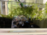 30センチ水槽の底にソイル 水草 エアレーション フィルター ミナ Yahoo 知恵袋