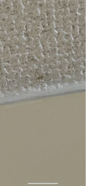 最近家の中にこの蜘蛛をよく見ます。巣を作る感じでは無いのですが…あまりに頻繁に見るので困っています。なんて種類の蜘蛛なのでしょうか？
