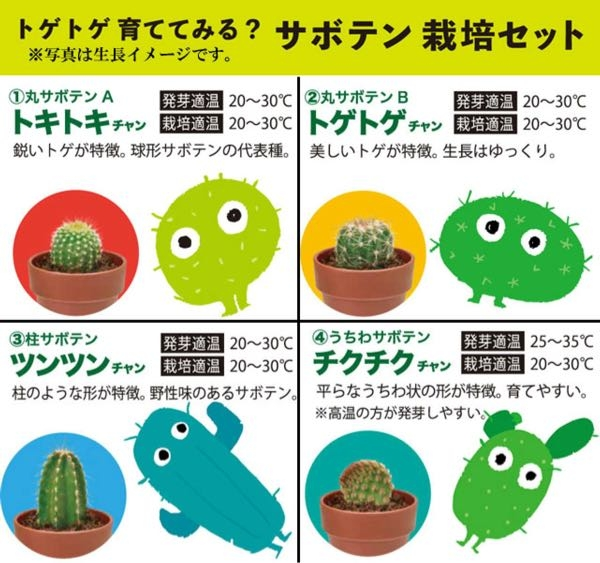 サボテンの種類を教えてください。サボテン栽培セットのガチャを購入し