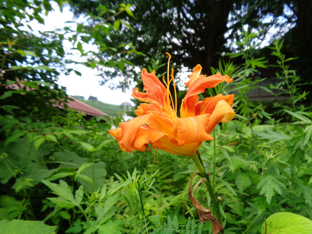 この花の名前を教えて下さい。 民家の近くの道端に咲いていたので、園芸種か山野草かは不明です。