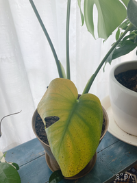 モンステラを7月31日に植え替えしました。その後葉が1枚ずつ
