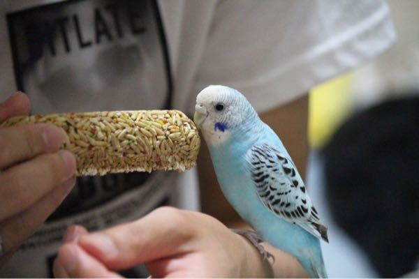 オカメインコとイヌを飼ったことがある人に質問です ドッチが賢い Yahoo 知恵袋