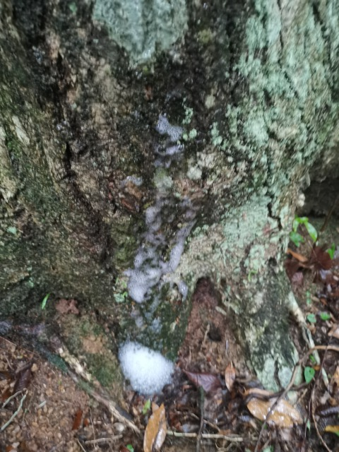 樹木から液体がでてるのですが、何の現象かわかりますか？ 雨の日の熊野古道和歌山で撮りました。 よろしくお願いいたします。
