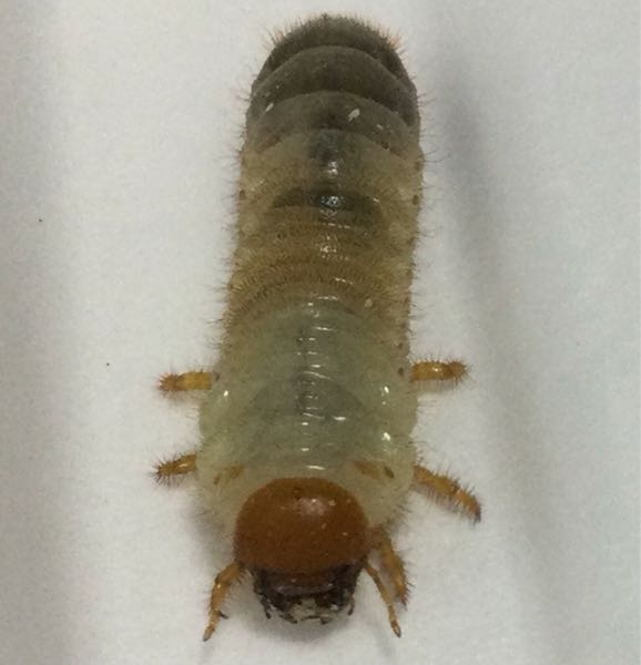 この幼虫は何の虫ですか？7月中旬に庭の土の中にいました。 写真は7月中旬に撮影したもので、体長は20mmでした。 現在は昆虫マットの中で成長して体長35mm重さ1.5gになりました。 この幼虫はいつ頃蛹になりいつ頃成虫になりますか？ 詳しくわかる方教えてください。よろしくお願いします。