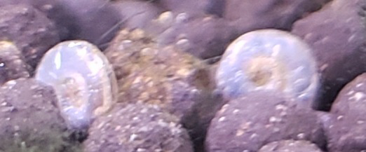 画像の貝は何貝でしょうか？ 初めはラムズホーンの稚貝かと思っていたのですが、数ヶ月このサイズのままで少しずつ増えていっています。 ソイル1粒ぐらいのサイズです。