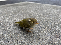 この鳥はなんという種類の鳥ですか 頭に線が入っているので セ Yahoo 知恵袋