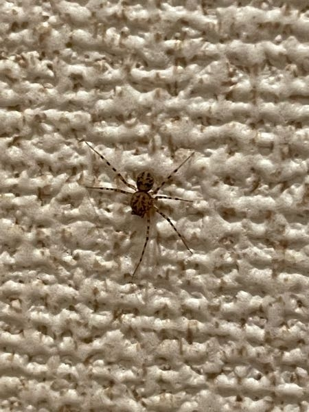 《閲覧注意！虫の写真あり！》 突然、写真のようなクモが出現しました。 場所はトイレの壁です。 （壁が平らじゃないので分かりづらくてスミマセン） 賃貸のアパートで窓もないので、どこから入ってきたのやら…という感じなのですが、それはいいとして、 何という蜘蛛なのでしょうか？害はありますか？（トイレに蜘蛛の巣をはられると困るので…(^_^;)） あと、蜘蛛は出来れば殺したくはないので、解答を頂き次第、どうにかして外に逃がそうと思いますが、放っておいたらいなくなるものでしょうか？ 詳しい方がいましたら、教えてください！