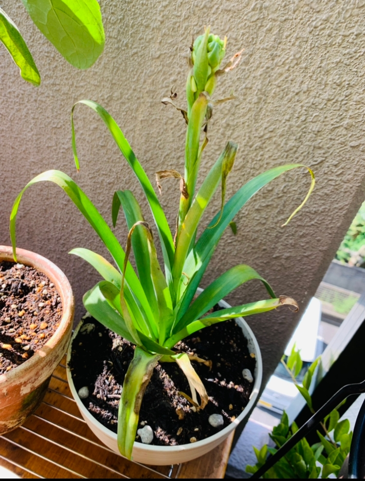 チューベローズの葉が枯れます 今夏 花屋でチューベローズの苗を買い Yahoo 知恵袋