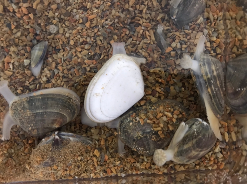 写真の二枚貝の種類を教えてください。また、子供が飼育をしたく、餌が分かれば教えください。 採取したのは、静岡県の伊豆下田の浜辺です。