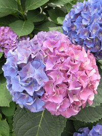 あじさいが二色になっているのは あじさいの花が綺麗に咲き誇る季節になり Yahoo 知恵袋