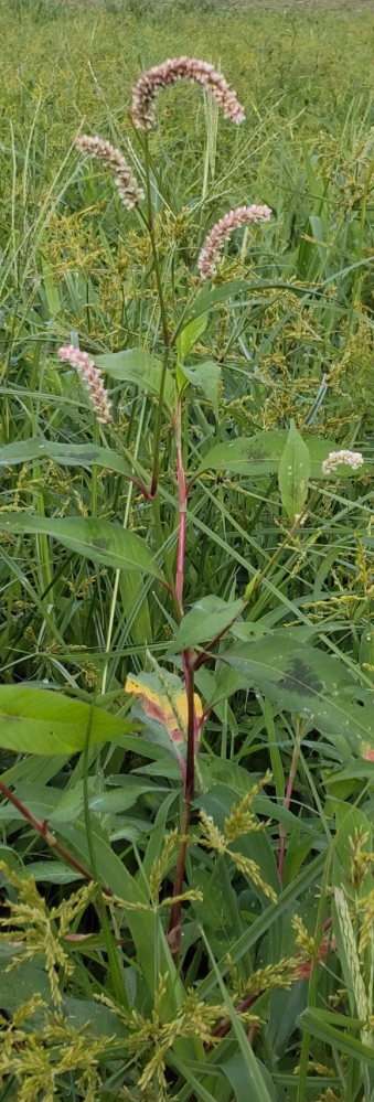 この植物の名前は何と言うのでしょうか。 大きな畑の端っこに生えています。 赤い茎とピンクがかった穂。 高さは50cm以上あるように見えます。 よろしくお願いいたします。