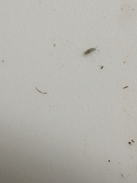 観葉植物の土にハダニよりももっと小さい虫が湧いていました 0 1m Yahoo 知恵袋