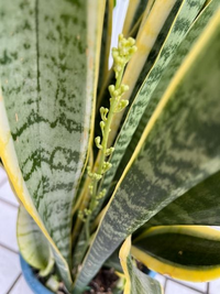 サンスベリアについてです 観葉植物初心者です 友人から譲り受けたサンスベリア Yahoo 知恵袋