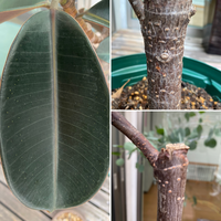 教えてください ゴムの木と葉っぱです 病気や害虫でしょうか 幹は乾燥で Yahoo 知恵袋