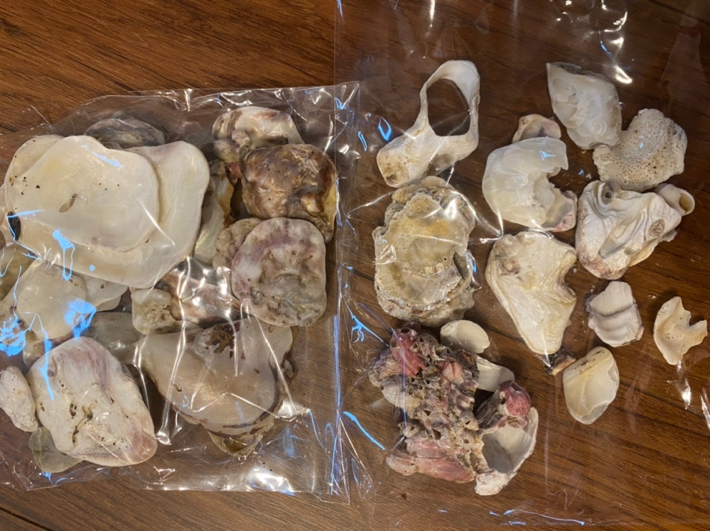 自由研究で貝の種類を調べています！ 砂浜で拾ってきたこれらの貝の名前が知りたいです。 わかる方教えてください┏○ペコ