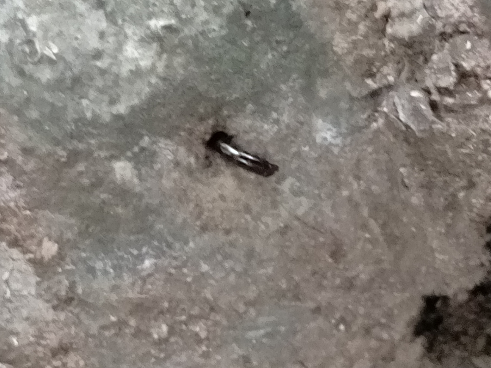 これは虫ですか？なんですか？ 木の穴からピロっと黒いものが出ていて、木でつつくと引っ込みました。 朽木の切り株にありました。 場所は栃木県小山市の城南公園です。
