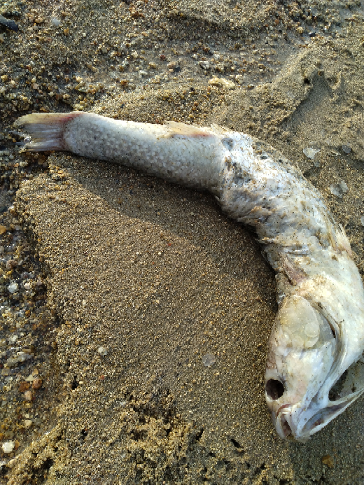 昨日海辺を散策していたら、魚の死骸を見つけました。なんという魚でしょうか？また、なんで死んだと思いますか？こんなに大きいのに何かあったんでしょうか…？ こんなに大きいんだから十年くらい生きた魚でしょうかね？ ぜんぜんわからないので、よろしくおねがいします( ´◡‿ゝ◡`) 情報 瀬戸内海沿岸部（岡山） 夕方5時くらい デカさ：2リッターペットボトルより少し大きいくらい