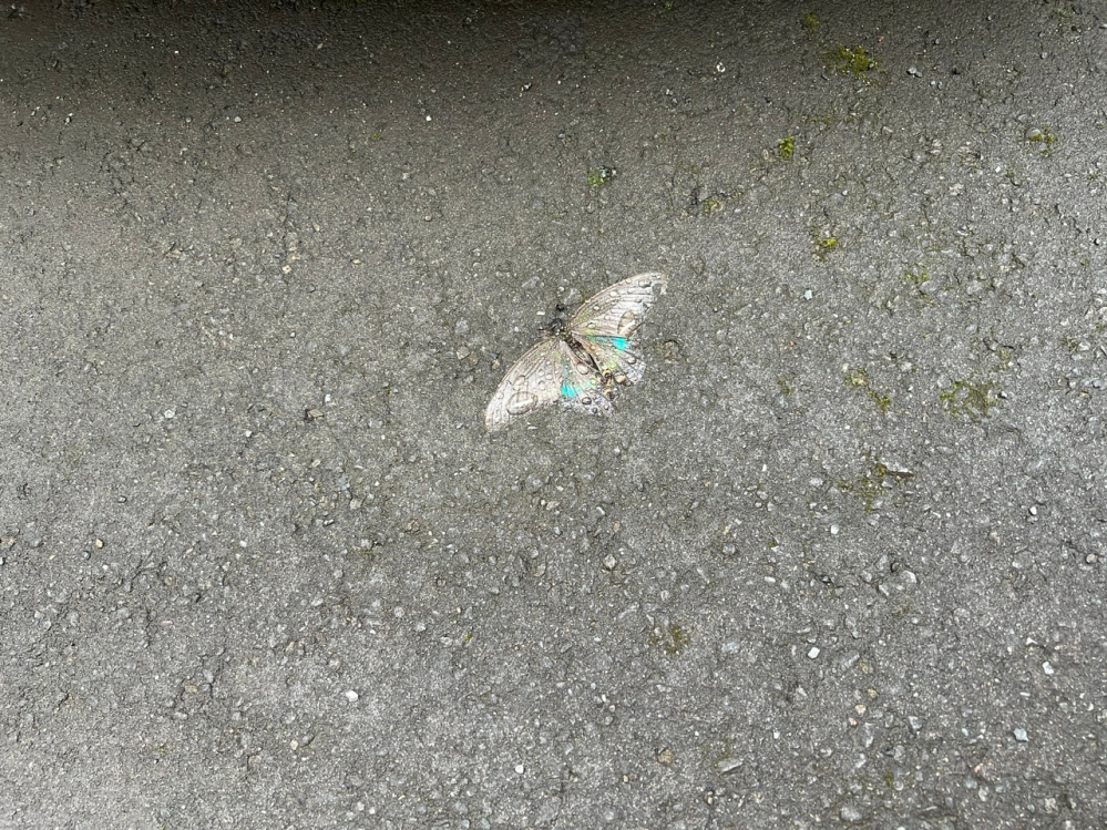これは蛾でしょうか？ それとも蝶々でしょうか？ 誰か名前わかる方いらっしゃいますか。 今朝駐車場にいました。 札幌です。