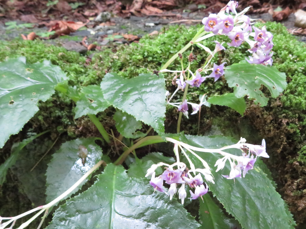 花言葉に詳しい方 教えてください 後悔 復讐 孤独 苦しい 憂鬱 Yahoo 知恵袋