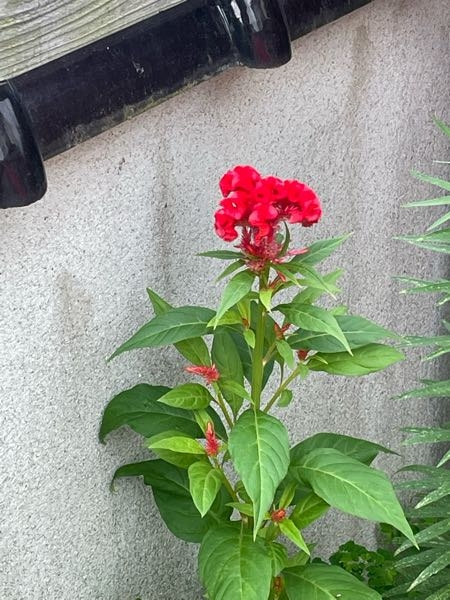 庭の雑草から赤い花が咲きました これは何という雑草でしょうか Yahoo 知恵袋