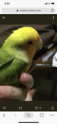 コザクラインコが 大好きですがあまりモルフなど気にせずお迎えしてい Yahoo 知恵袋