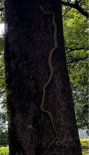 昨日公園の木にヘビがいたのですが、何というヘビか分かりましたら教えてください。 写真のヘビの上にも同じ模様のヘビが1匹いて、一緒に上に登って行きました。 毒があるのか知りたいです。 よろしくお願いします。