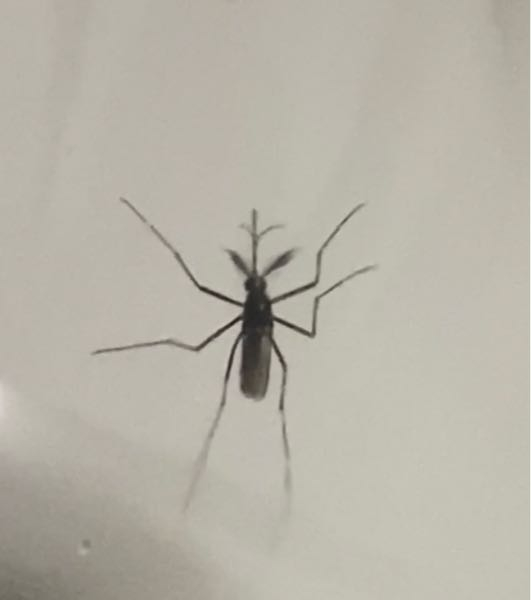 蚊に詳しい人が居たら教えてください‼️ 家の中に飛んでいた写真の蚊がオスかメスか教えてください。