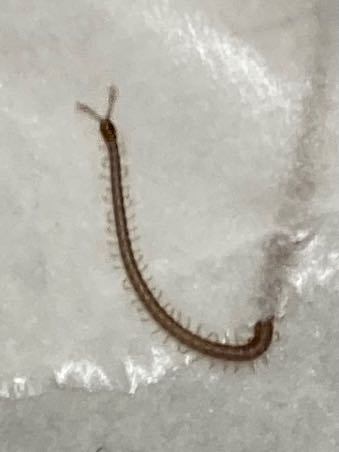 夏になると、家にこの虫がたくさん出ます。 家に出る害虫などで調べても、この虫が出てきません。 大きさは長さ5cmくらいで、とても細いです。 夏に出て冬には出ません。 とても気持ち悪いこの虫の名前...