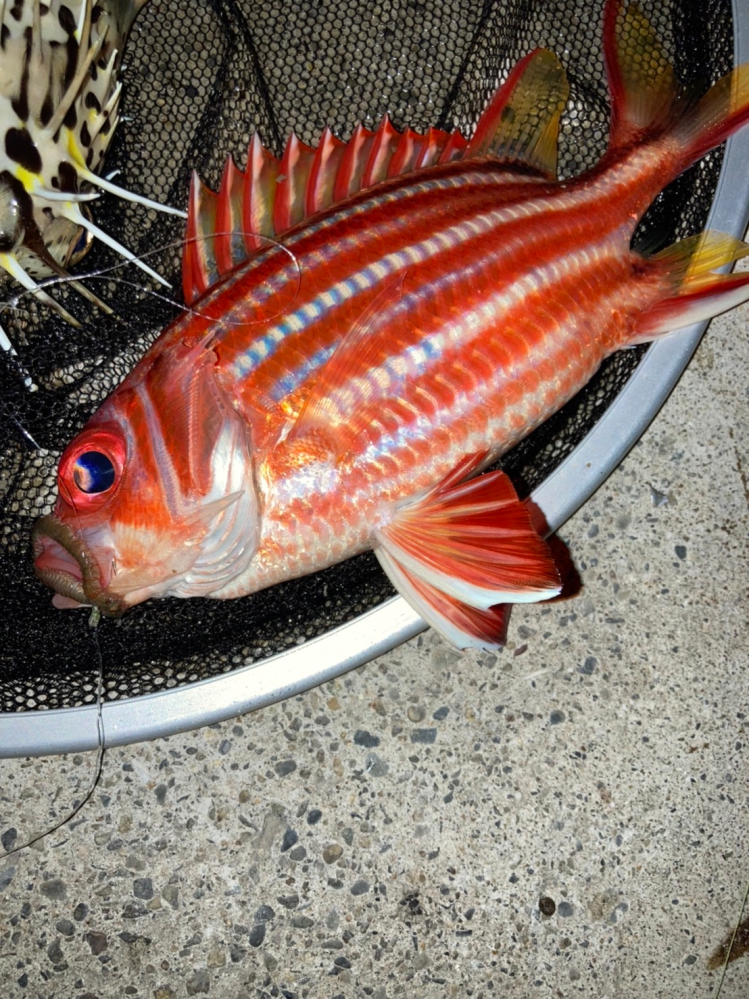 この魚の名前を教えてください 和歌山県の漁港で釣れたものです