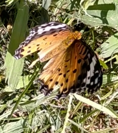 このアゲハ蝶の名前わかるかたいますか？ 庭にいました。