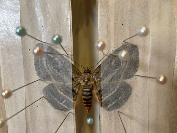 昆虫（蛾）の種類について。 初めて蛾を展翅したのですが、種類がわからないので教えてください！ 京都府伏見区で拾ったもので、胴体はオレンジ色をしています。 展翅テープで翅が分かりにくくてすみません(^_^;)