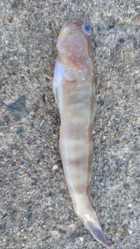 この魚は何 食べられる 秋田の根周りの砂地にて シロギス釣りの外道 Yahoo 知恵袋