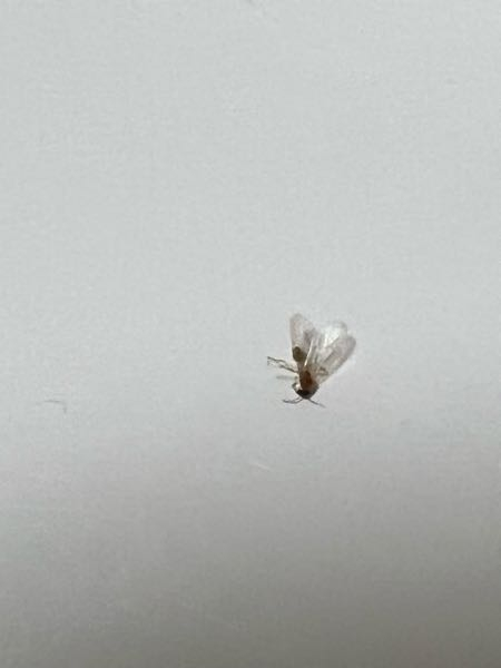 虫 小さい虫 羽付き虫 窓を開けたからかなんなのか分からないですが、気づいたら部屋にこんな虫が何匹もいました。これはなんて虫ですか？もしかして部屋の中に生息してる可能性ありますか？