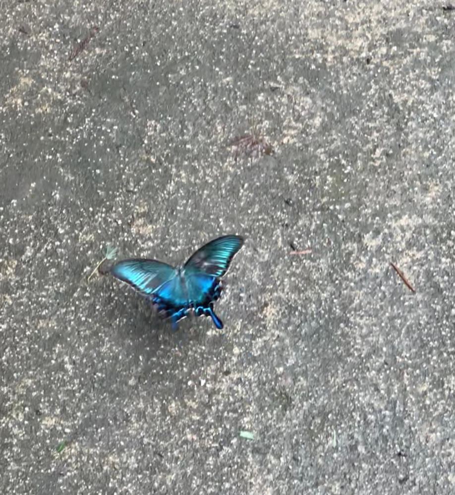 本日、山で青い蝶と遭遇しました。 とても綺麗だったので、この蝶の名前が知りたいです。 わかる方いらっしゃれば教えてください！