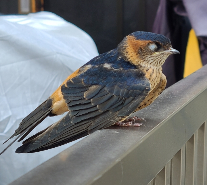この鳥の名前知ってる人いますか コシアカツバメパツキンがある Yahoo 知恵袋