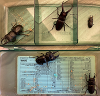 クワガタを捕まえました 写真右上のクワガタは何の種類か見分け方を教えていただ Yahoo 知恵袋