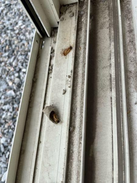 これはなんの虫でしょうか？？ リビングの窓の冊子にいました