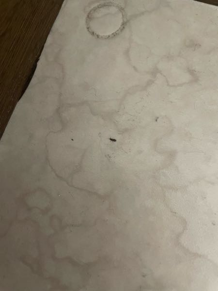 最近家中にこの虫が沢山出ます。 飛ばないようなんですが天井や壁や床、水回り至る所に居ます。 なんの虫か分かりませんか?