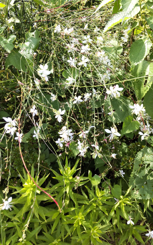この花の名前を教えてください。 小さな川の近く、土手の上に咲いています。 細長い枝がたくさん伸びていて、そこに小さな白い花が付いています。 低木です。