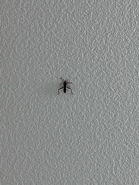 この虫は何でしょうか？ 気づいたら部屋にいました サイズは500円玉くらいで、蜂のような羽音で飛びます