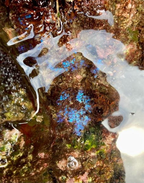 伊豆大島の岩場で見つけた海藻(？)です。 蛍光の青色に発色していたのですが、名前を教えてください。 どうぞよろしくお願いします。