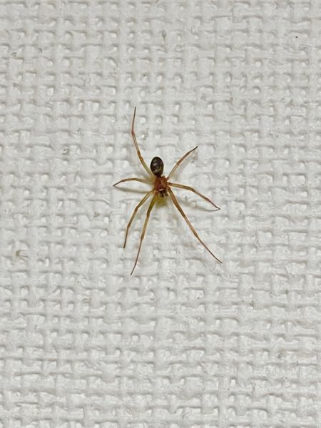 家に蜘蛛が出ました。 肉眼で見ると、画像よりも赤っぽい色をしてます。 なんという種類の蜘蛛なのか、教えてください！ また、駆除はした方がいいでしょうか