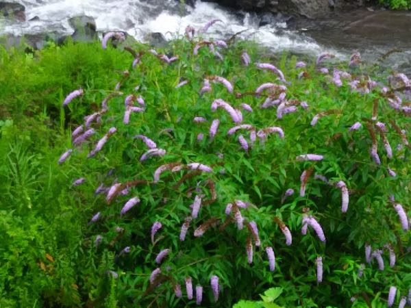 山梨県北杜市 八ヶ岳南麓 川沿いに咲いている しっぽのような花です。群生しています。8月13日撮影の写真です。なんと言う花でしょうか。