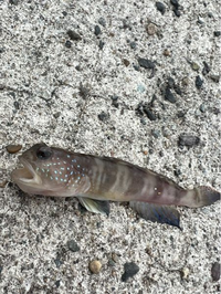 この魚の名前わかる方教えていただきたいです イトヒキハゼです Yahoo 知恵袋