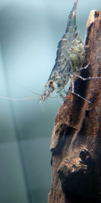 先日 川で取ってきたエビを水槽で飼育しているのですが このエビの種 Yahoo 知恵袋