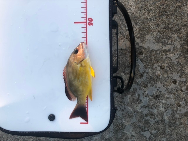 この魚なんですか？ 沖縄県南部で釣れました