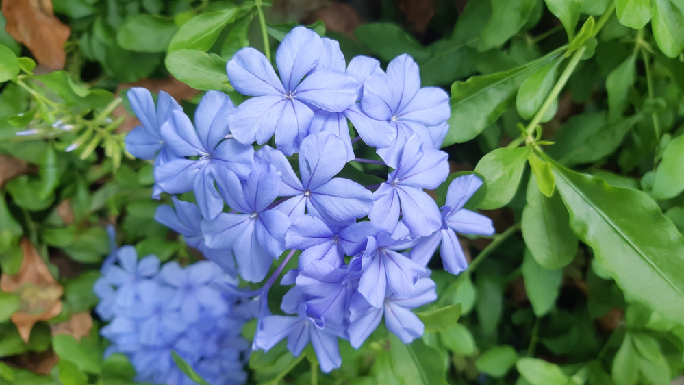 花の名前を教えてください 宜しくお願いします ルリマツリです Yahoo 知恵袋